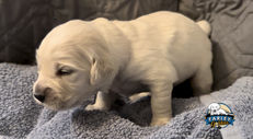 Beautiful 2 week old Golden Retriever puppies for sale at Farley Goldens in Denton, Texas.