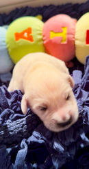 1 week old golden retriever puppy in Denton, TX.