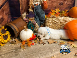 Mr Sky Blue 4 weeks old sm-5