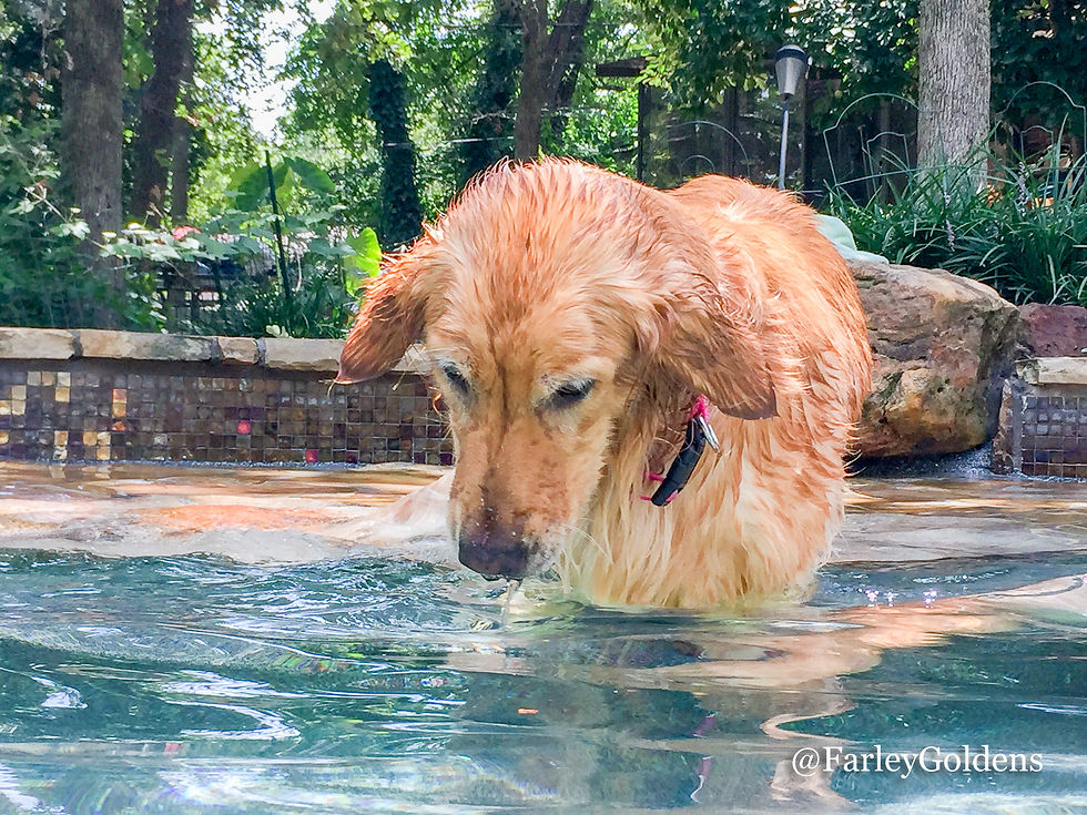 Farley Goldens loving the water!