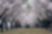 almendros-en-flor-e1644405983766.jpeg