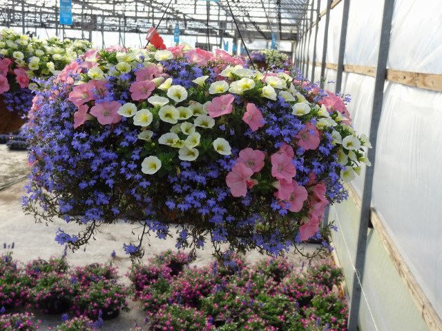 12" Premium Hanging