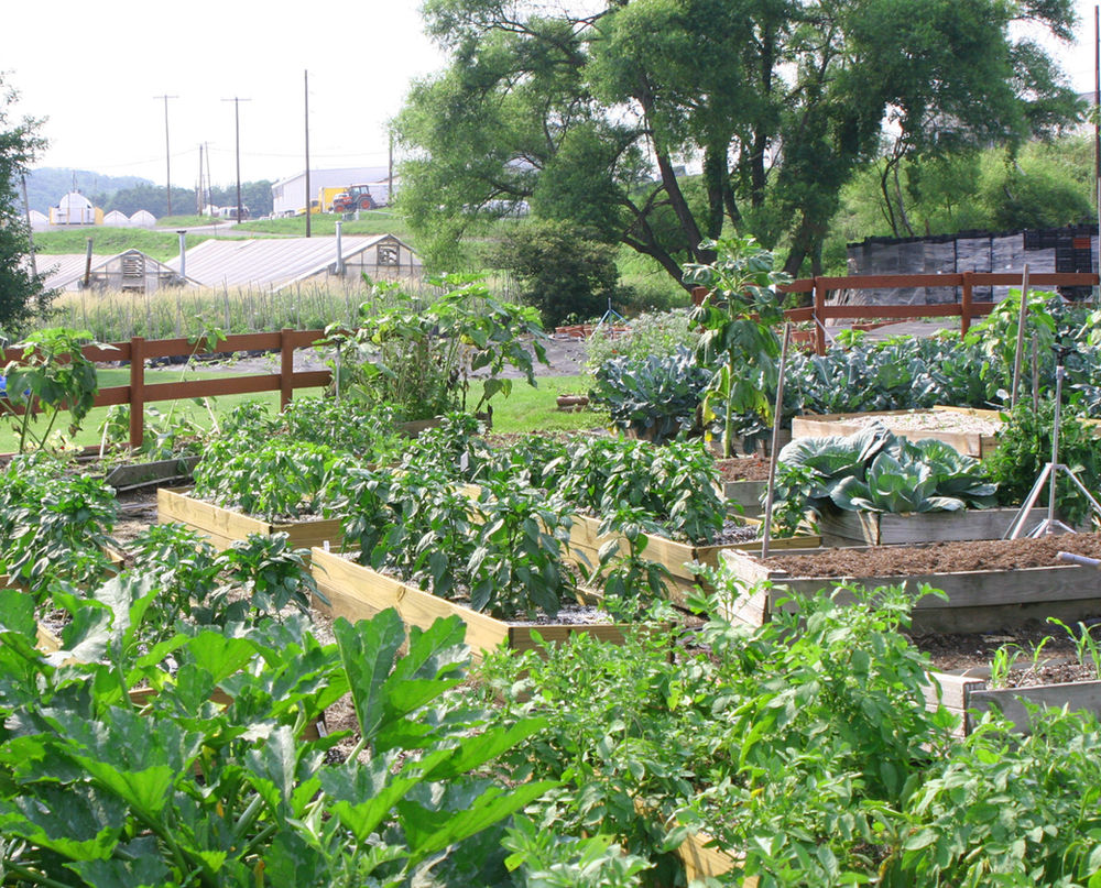 Planting a Vegetable Garden