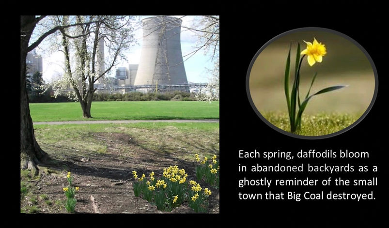 Cheshire Daffodils Revised 2.jpg