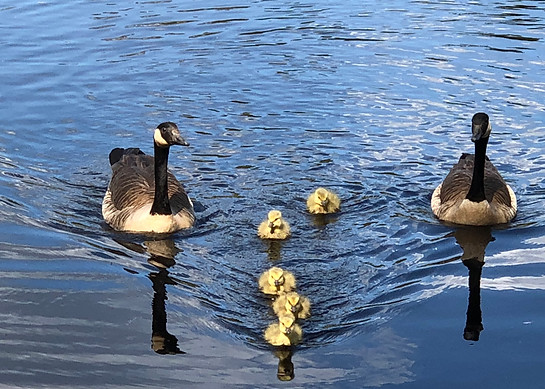 Geese Family.jpeg