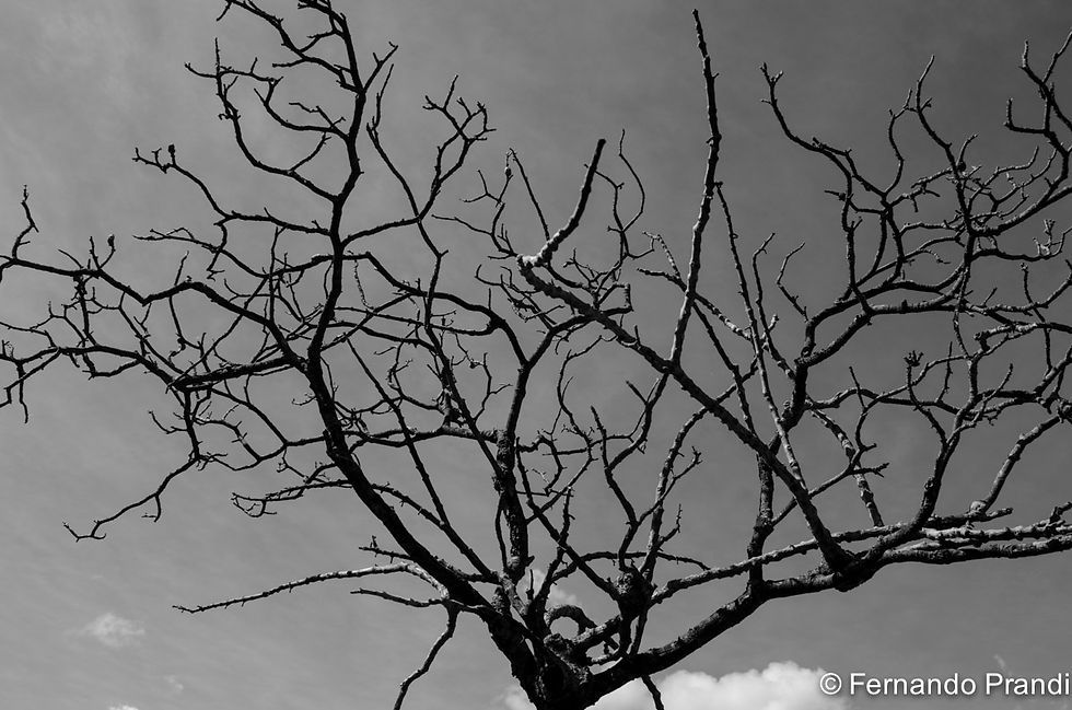 Chapada dos Veadeiros - Galhos 05