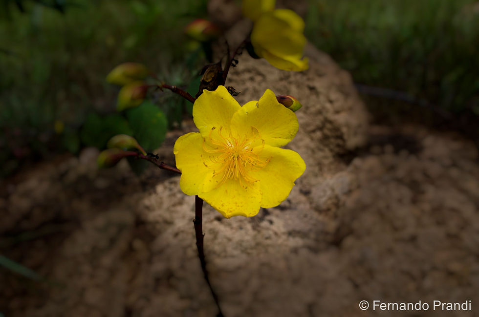 Prandi-Chapada dos Veadeiros-31-05-13-314-Editar.jpg