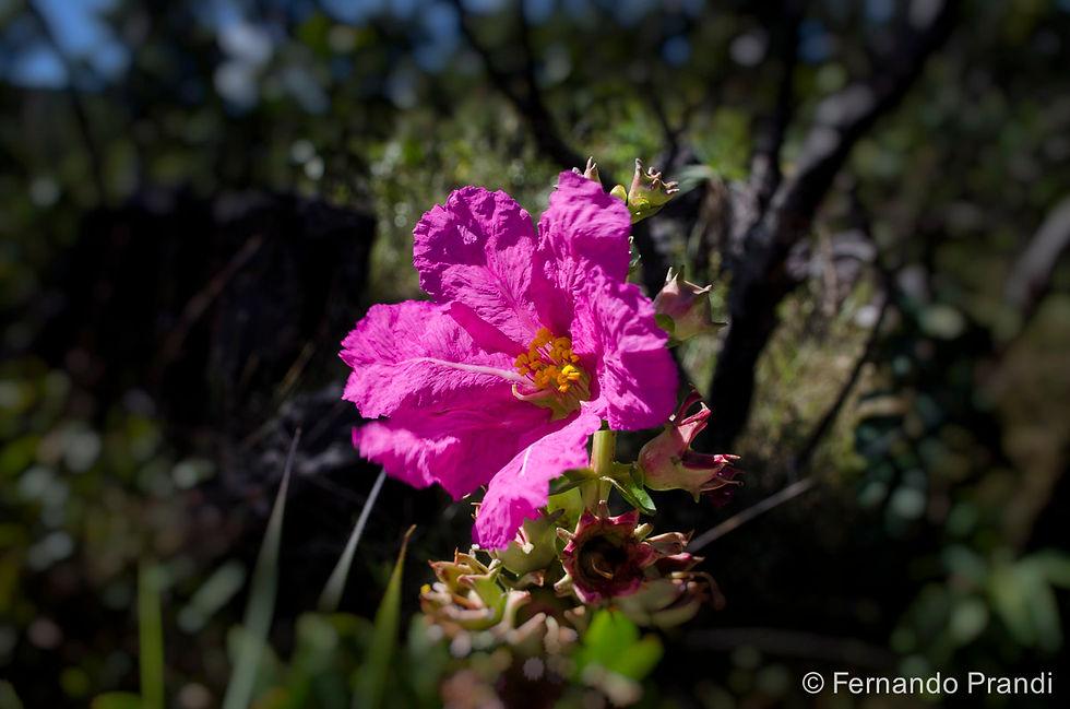 Prandi-Chapada dos Veadeiros-29-05-13-63-Editar.jpg