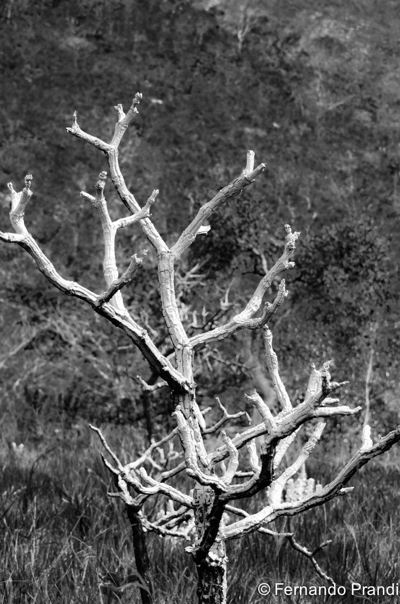 Chapada dos Veadeiros - Galhos 08
