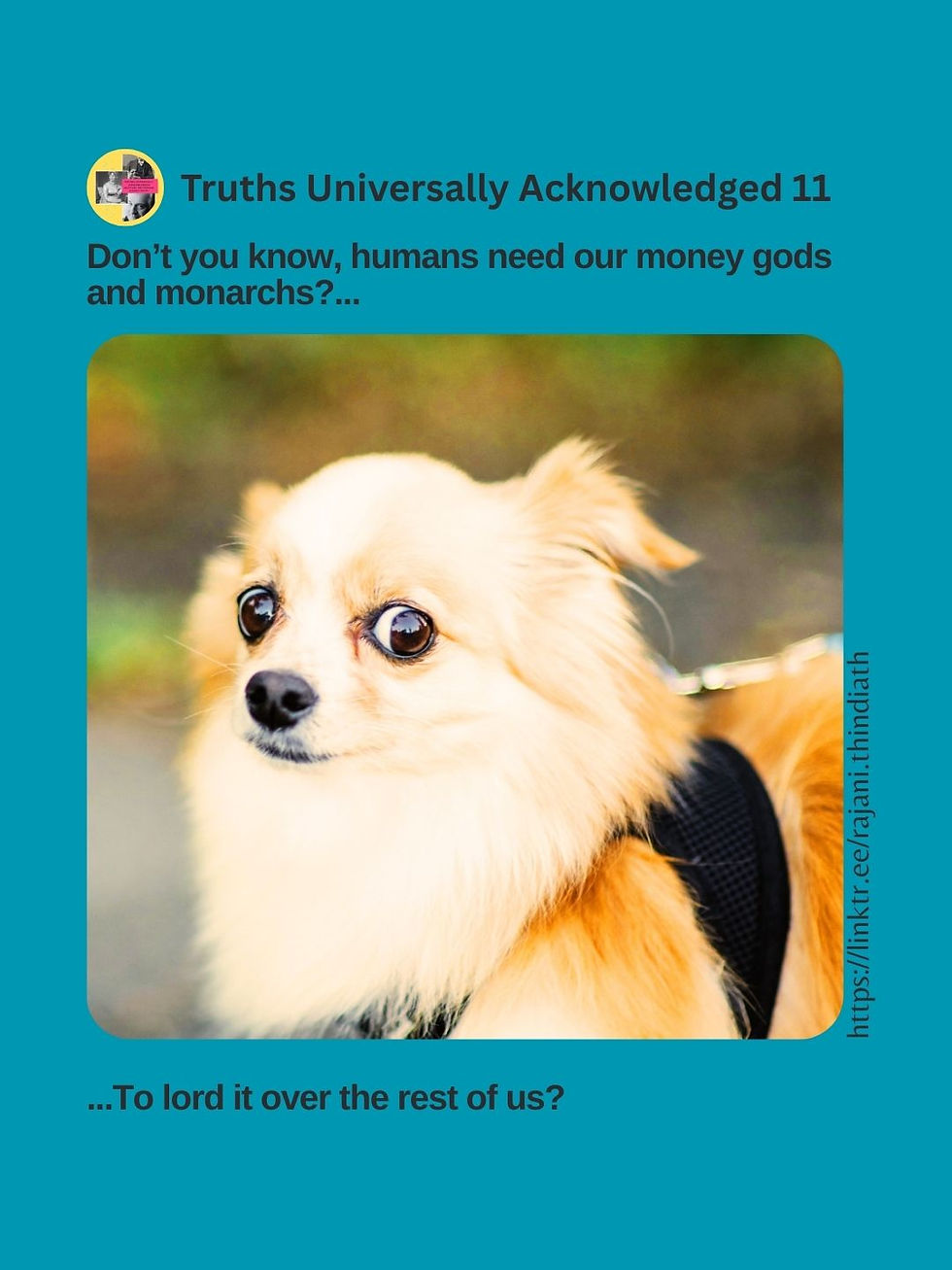 White, long-haired dog wearing a harness is side-eyeing the camera with wide eyes - Photo by Michelle Tresemer on Unsplash