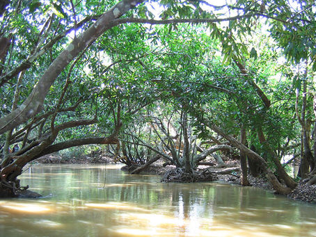 Trees of the Kuruvadweep crowd an inlet of the Kabini River from both banks, roots exposed, showcasing the mud-coloured water in dappled sunlight. Image Courtesy: Vinayaraj, CC BY-SA 3.0 <https://creativecommons.org/licenses/by-sa/3.0>, via Wikimedia Commons