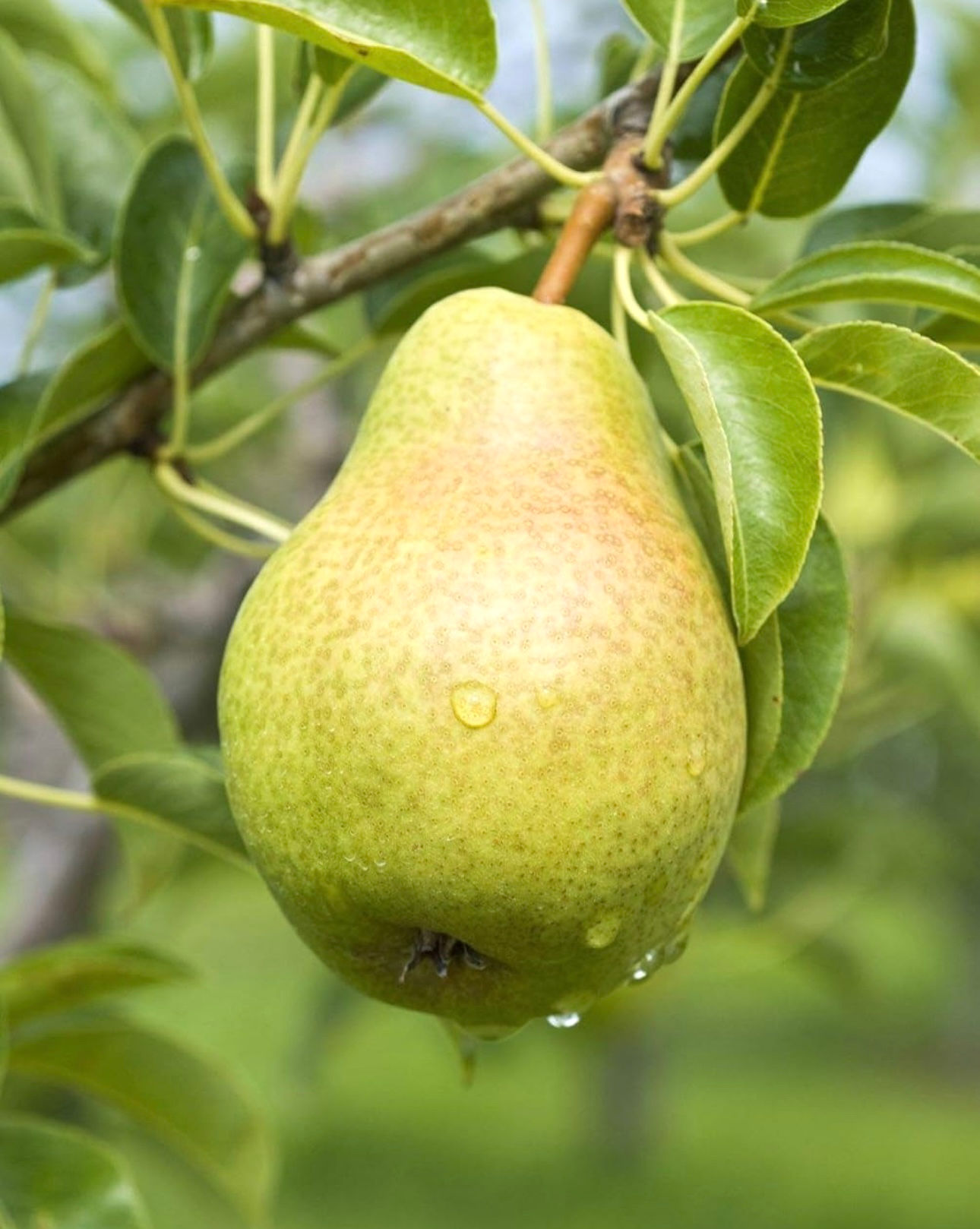 Green Pear Extract