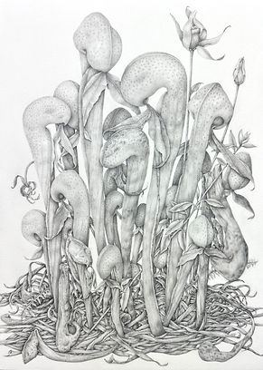 Darlingtonia californica graphite drawing © Donnett Vanek 2024