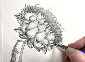 Dried artichoke -detail -graphite drawing -©Donnett Vanek 2024