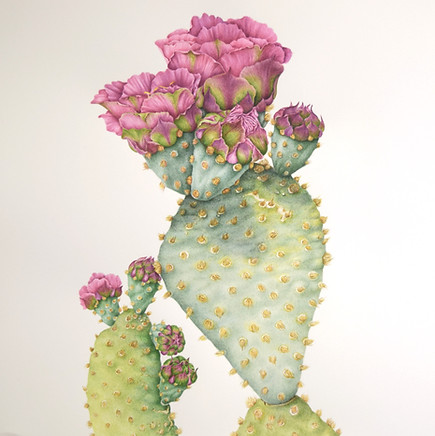 Opuntia basilaris var. treleasei ; Bakersfield cactus. An endangered cactus endemic to Kern County, California.