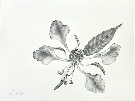 Elegant Clarkia; Clarkia unguiculata graphite drawing. ©Donnett Vanek