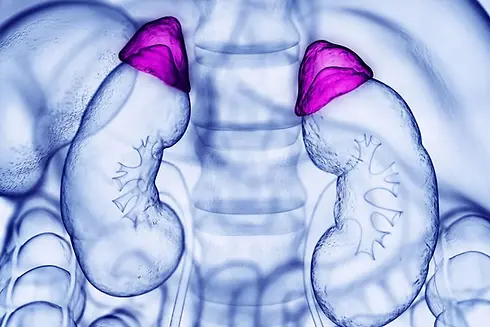 adrenal-hormon-testi