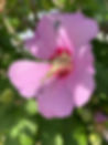 IMG_1340.jpeg
