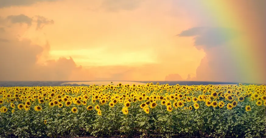 Hidden Disability sunflower