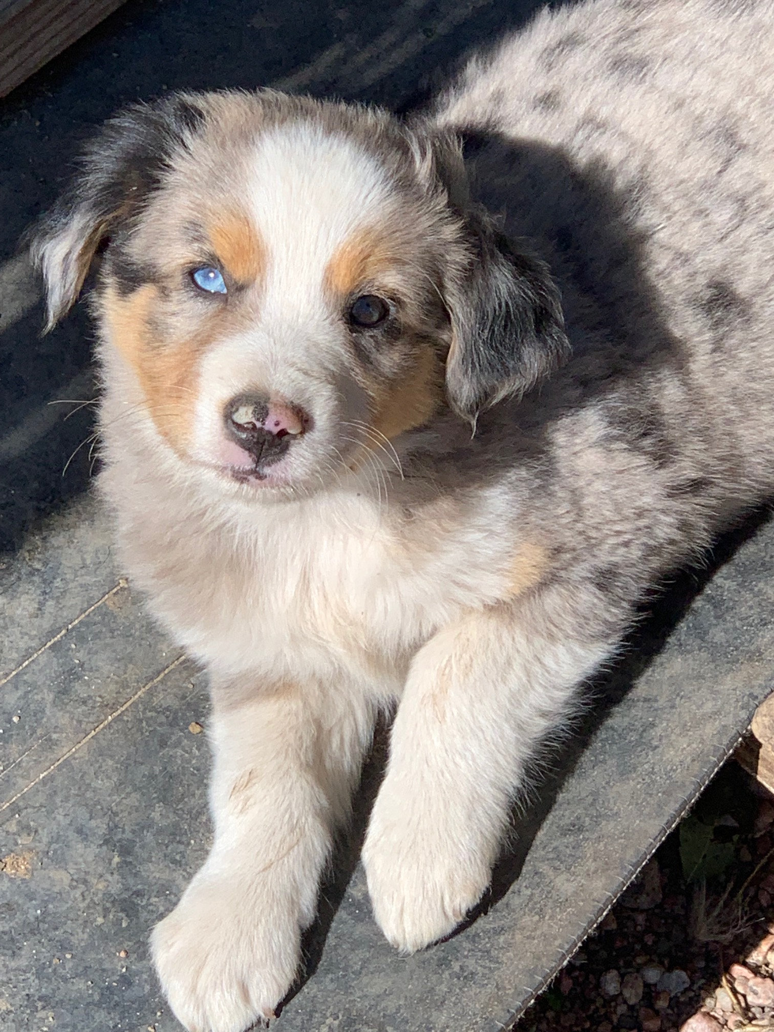 Australian Shepherd Blue Merle Male Arrow A Ranch
