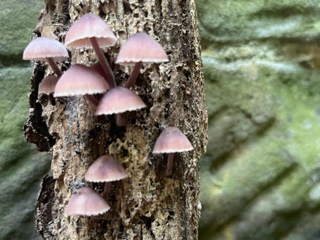 Estate to Plate Dining at the Warren Restaurant, Tunbridge Wells