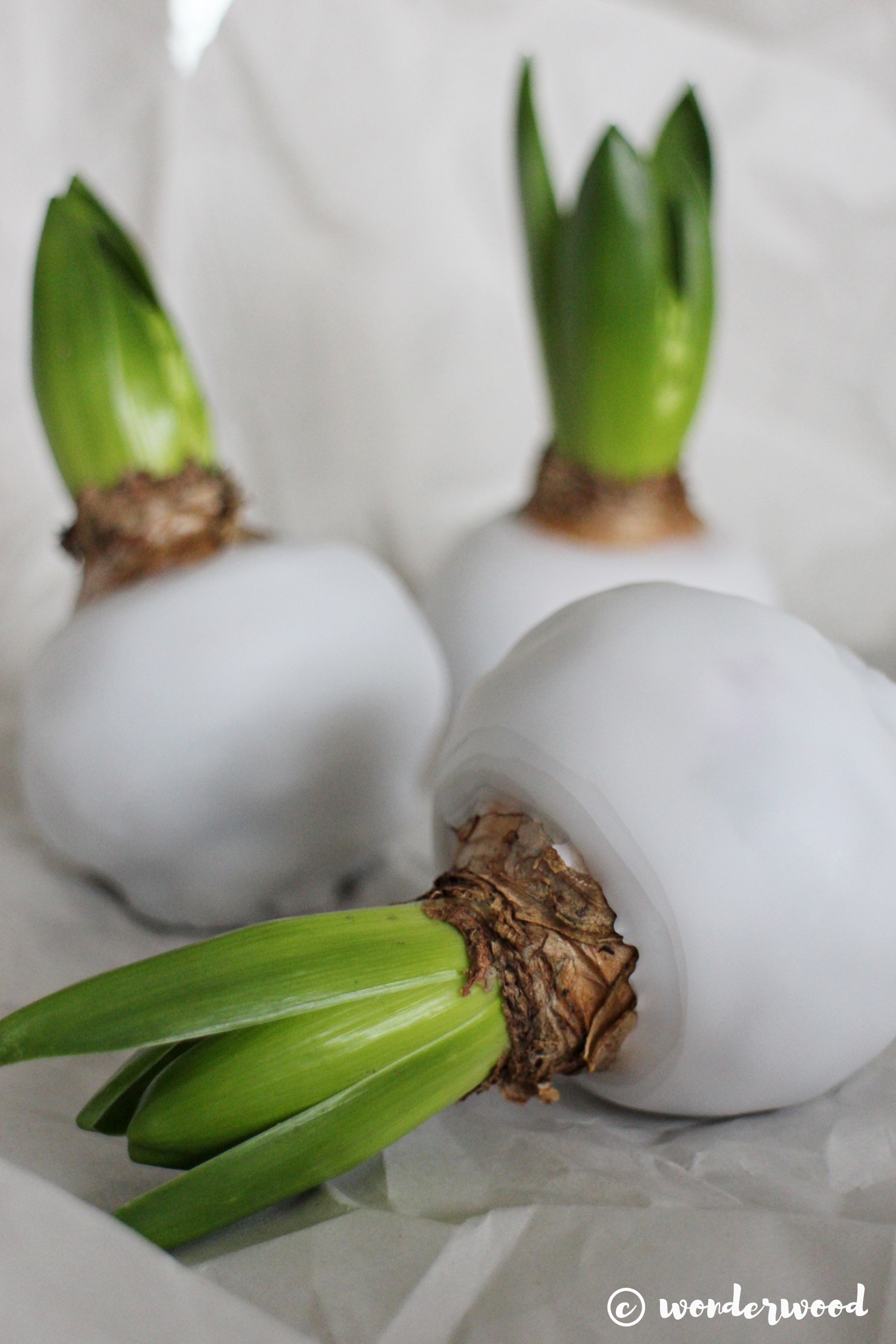 waxed hyacinths