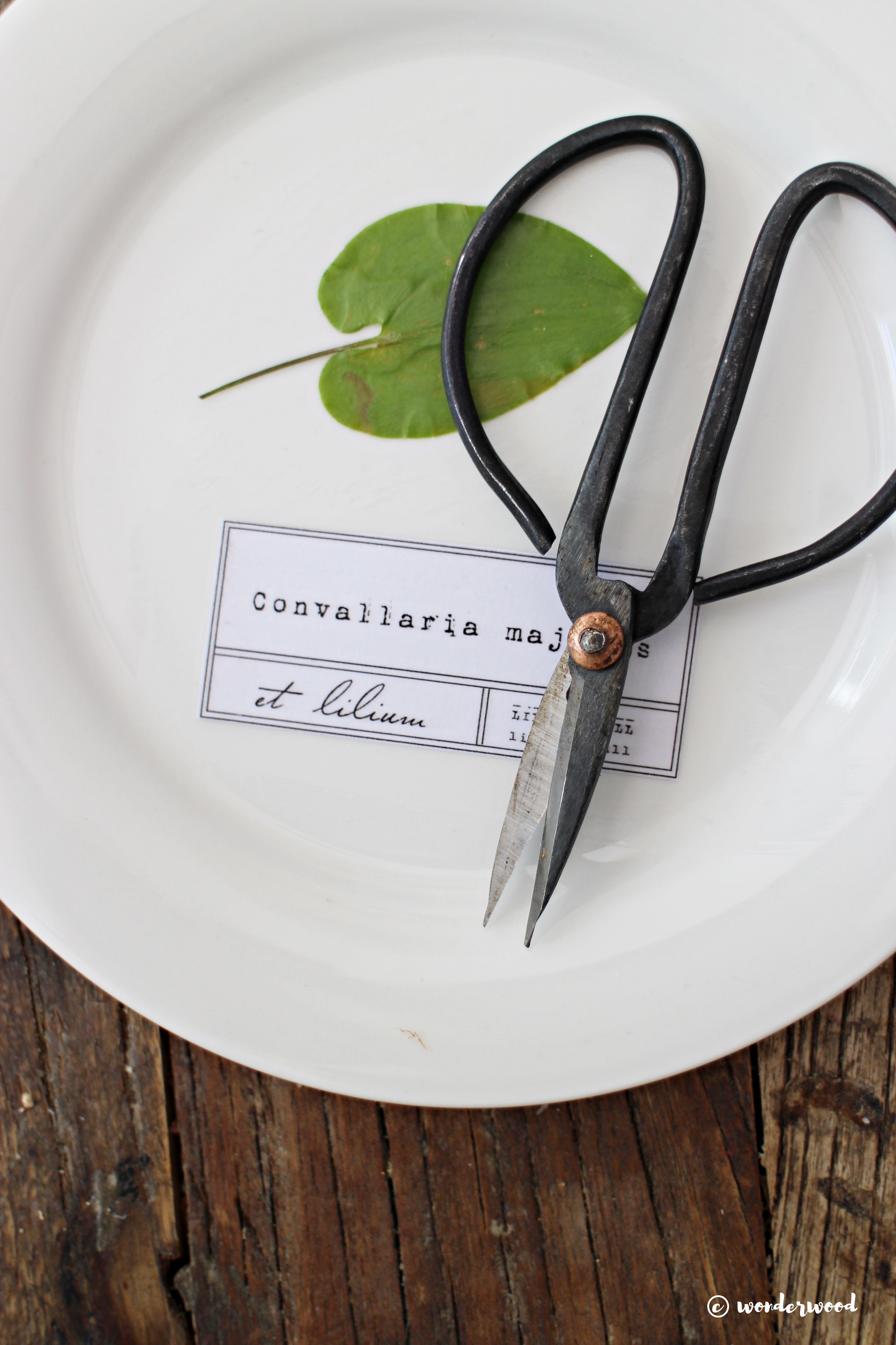 botanical plates