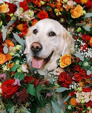 dog with wedding flowers.webp