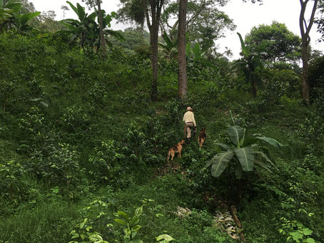 Los perros de la Finca La Carolina