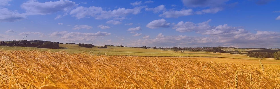 Ukraine Weat field-filtered1Cropped.jpg