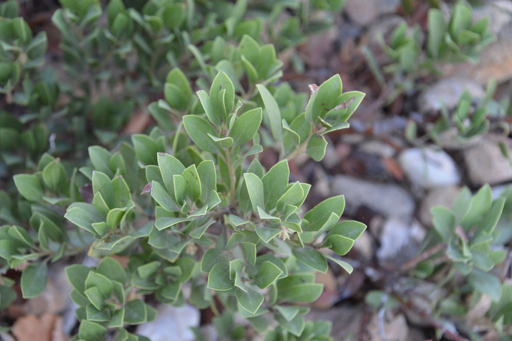Native Plant Watch