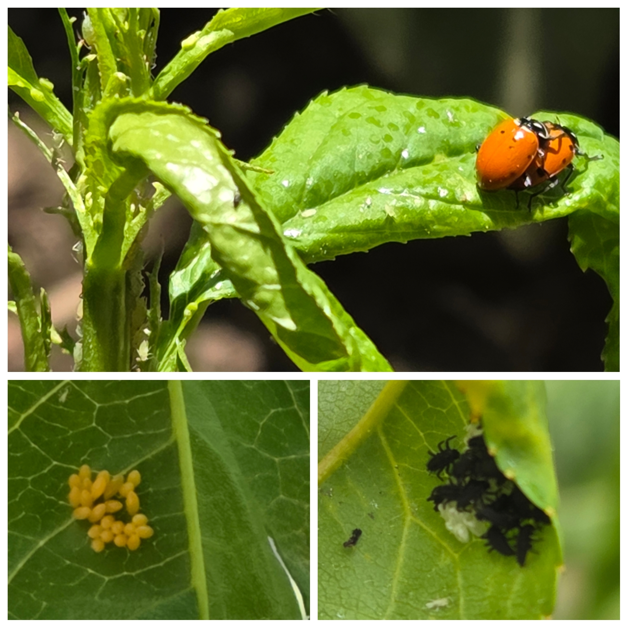 How to Recognize Lady Bug Larvae in Your Garden