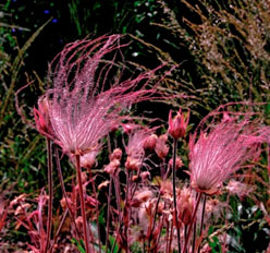 Native Plant Watch