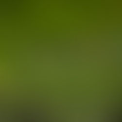 A crocodile in grass