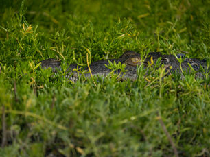 A crocodile in grass
