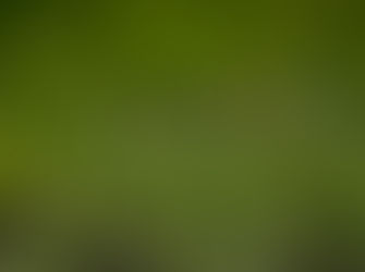 A crocodile in grass