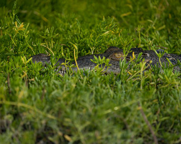 A crocodile in grass