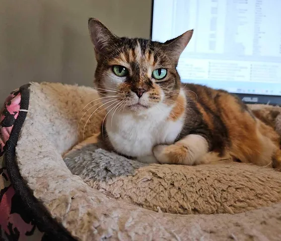 Calico/tabby cat