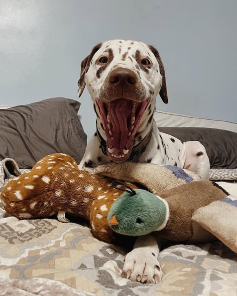 Liver-colored Dalmatian yawning while he lays in bed with a brown bone toy and duck toy