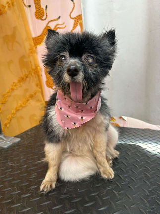 Senior pomeranion mix yawning while sitting on grooming table wearing a pink bandana