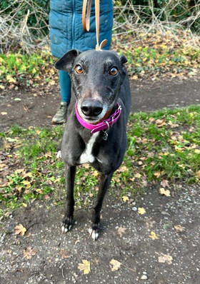 Black greyhound with white chest and pink collar on