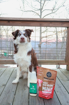 Bones & Co australian shepherd with food and milk