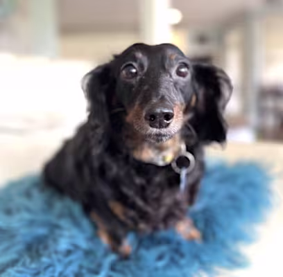 Ollie the black dachshund from Doxie by Proxy