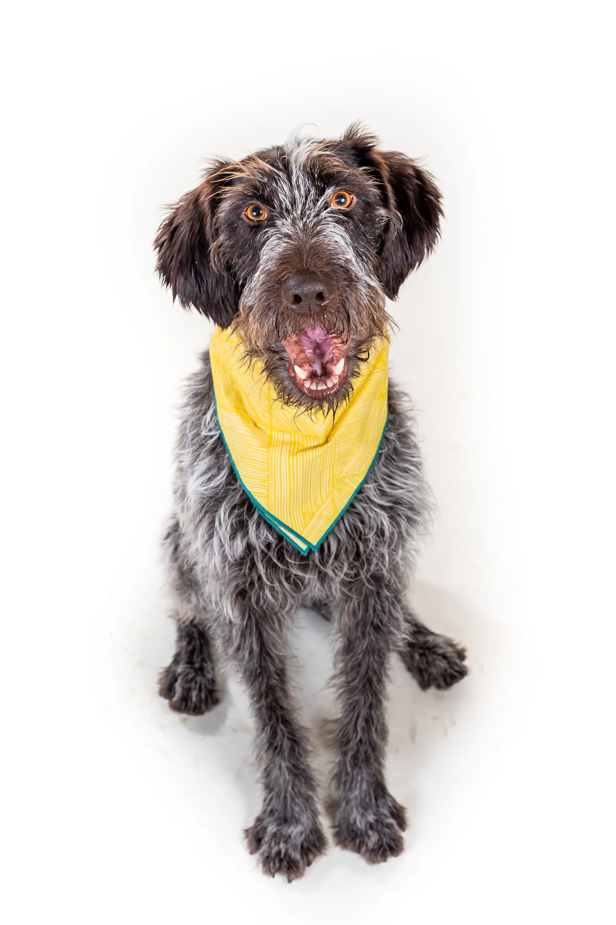 Winnie Lou Louis Wirehaired Pointer