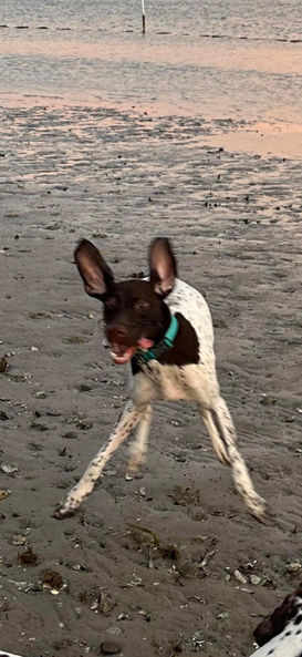 A German Shorthaired Pointer playing on a beach during sunset