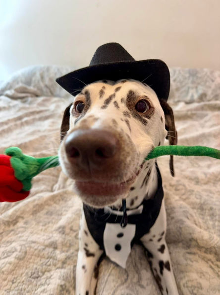 Liver-colored Dalmatian wearing a tuxedo bandana and cowboy hat while holding a rose