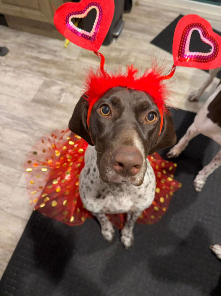 A German Shorthaired Pointer sitting inside wearing a Valentine's-themed costume with a red tutu and red heart headband