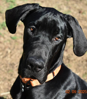 Black great dane puppy tilting head at camera