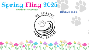 NC Seaside Animal Logo Banner