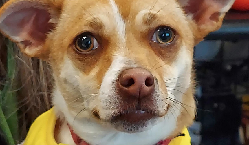 Tan mixed breed with a yellow "adopt me" bandana